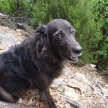 Mit Hunden in Spanien reisen - Teil 1