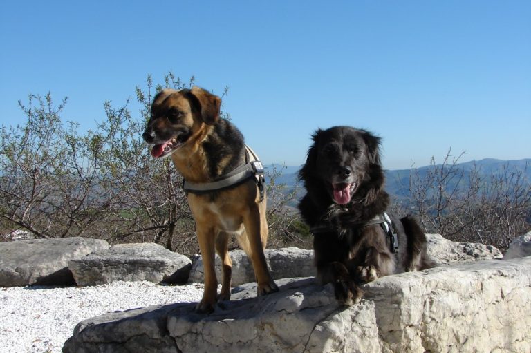 Mit Hunden in Spanien reisen – Teil 1