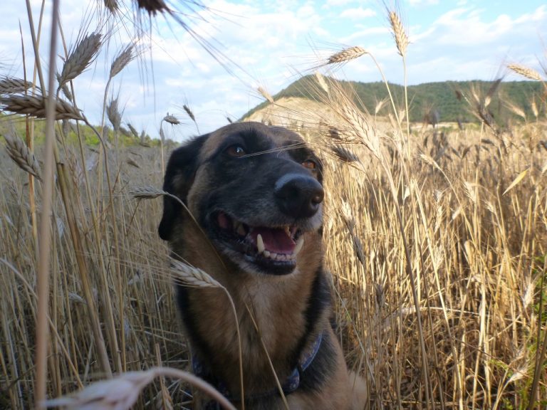 Mit Hunden nach Spanien – Teil 2