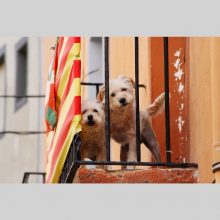 Tierische Erlebnisse - Hunde in Spanien