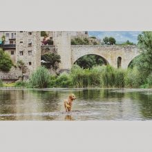 Tierische Erlebnisse - Hunde in Spanien