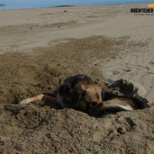 Tierische Erlebnisse - Hunde in Spanien