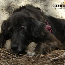 Tierische Erlebnisse - Hunde in Spanien