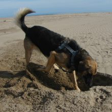 Tierische Erlebnisse - Hunde in Spanien