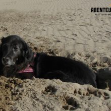 Tierische Erlebnisse - Hunde in Spanien