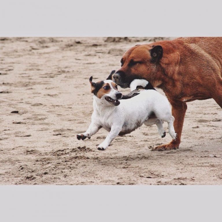 Tierische Erlebnisse – Hunde in Spanien