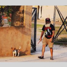 Tierische Erlebnisse - Hunde in Spanien