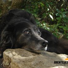 Tierische Erlebnisse - Hunde in Spanien