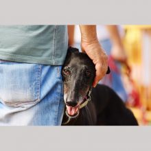 Tierische Erlebnisse - Hunde in Spanien