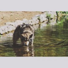 Tierische Erlebnisse - Hunde in Spanien