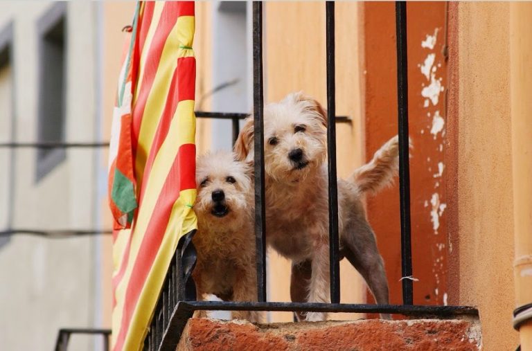 Wie leben Hunde in Spanien – ich frage nach!