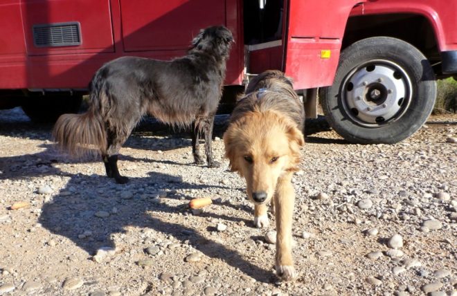 Wir wollen helfen: Streunerhunde in Griechenland