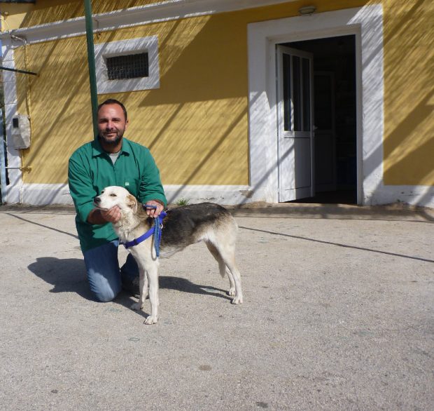 Tierärzte und die medizinische Versorgung für Hunde in Griechenland