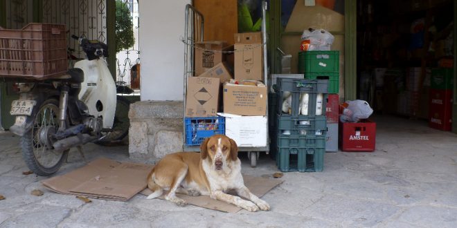 Wir wollen helfen: Streunerhunde in Griechenland