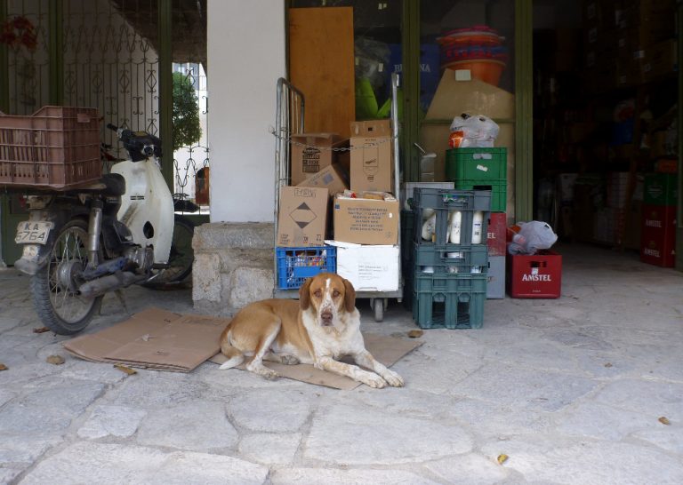 Wir wollen helfen: Streunerhunde in Griechenland