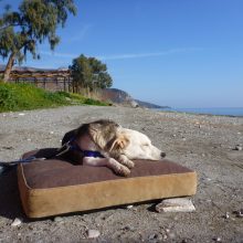 Ein Alptraum mit Happy End - Feli im Glück