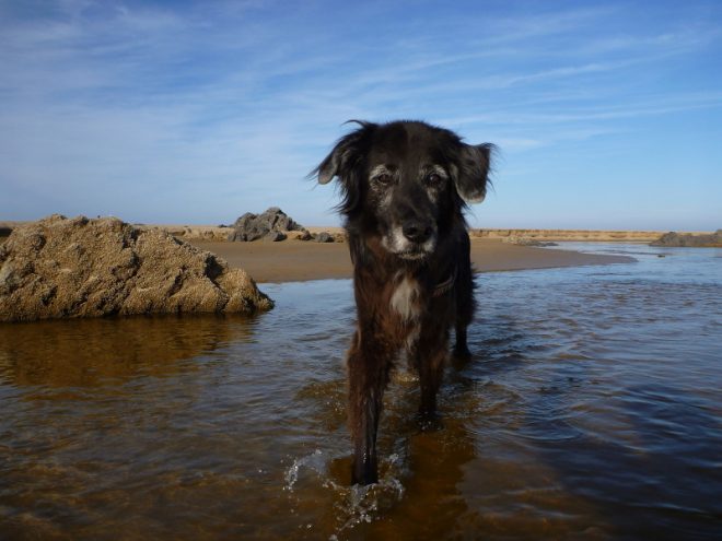 Luna im Wasser - Nima Ashoff - Hundum glücklich statt tierisch gestresst
