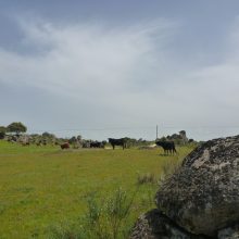 Unsere Highlights aus der Extremadura