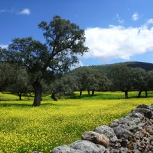 Von Andalusien in die Extremadura - unsere Highlights