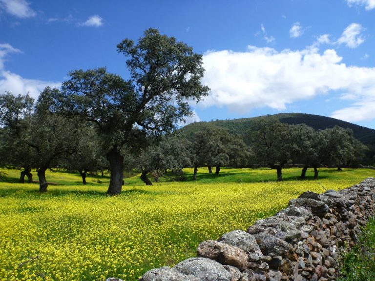 Von Andalusien in die Extremadura – unsere Highlights