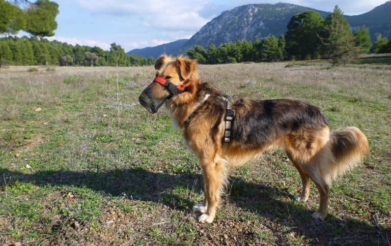 So schützen wir unsere Hunde vor Giftködern