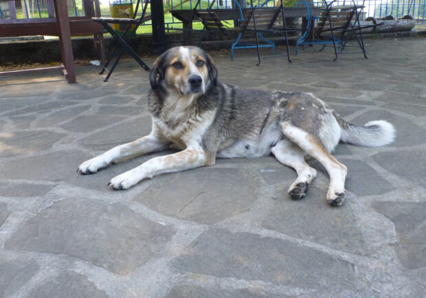 Ein Straßenhund in Griechenland