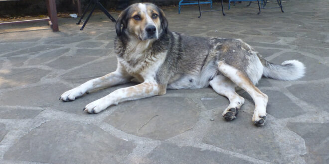 Ein Straßenhund in Griechenland