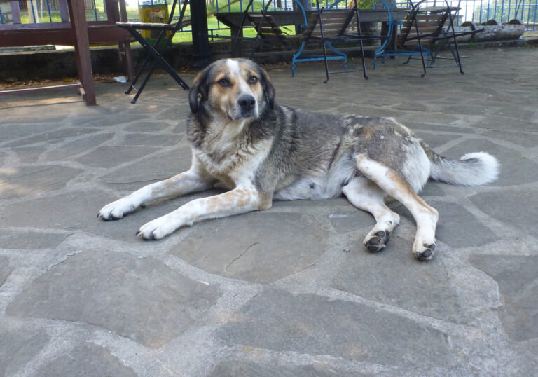 Ein Straßenhund in Griechenland