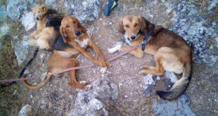 Drei Hunde aus dem Ausland