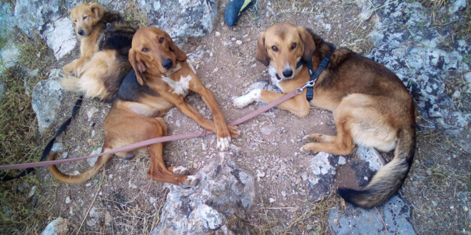 Drei Hunde aus dem Ausland