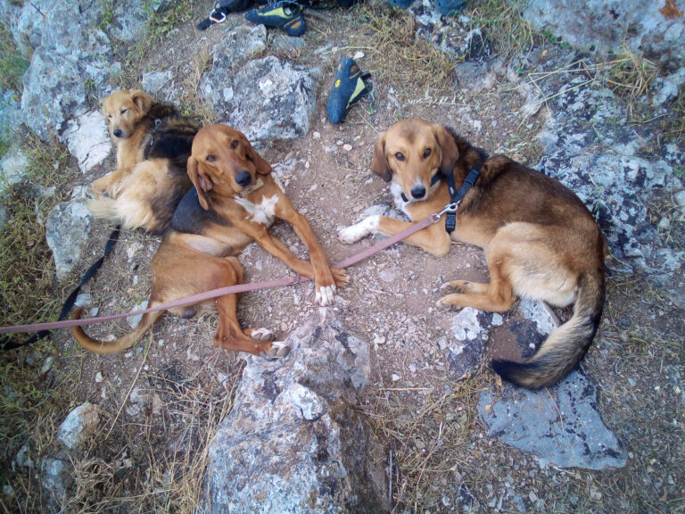 Drei Hunde aus dem Ausland