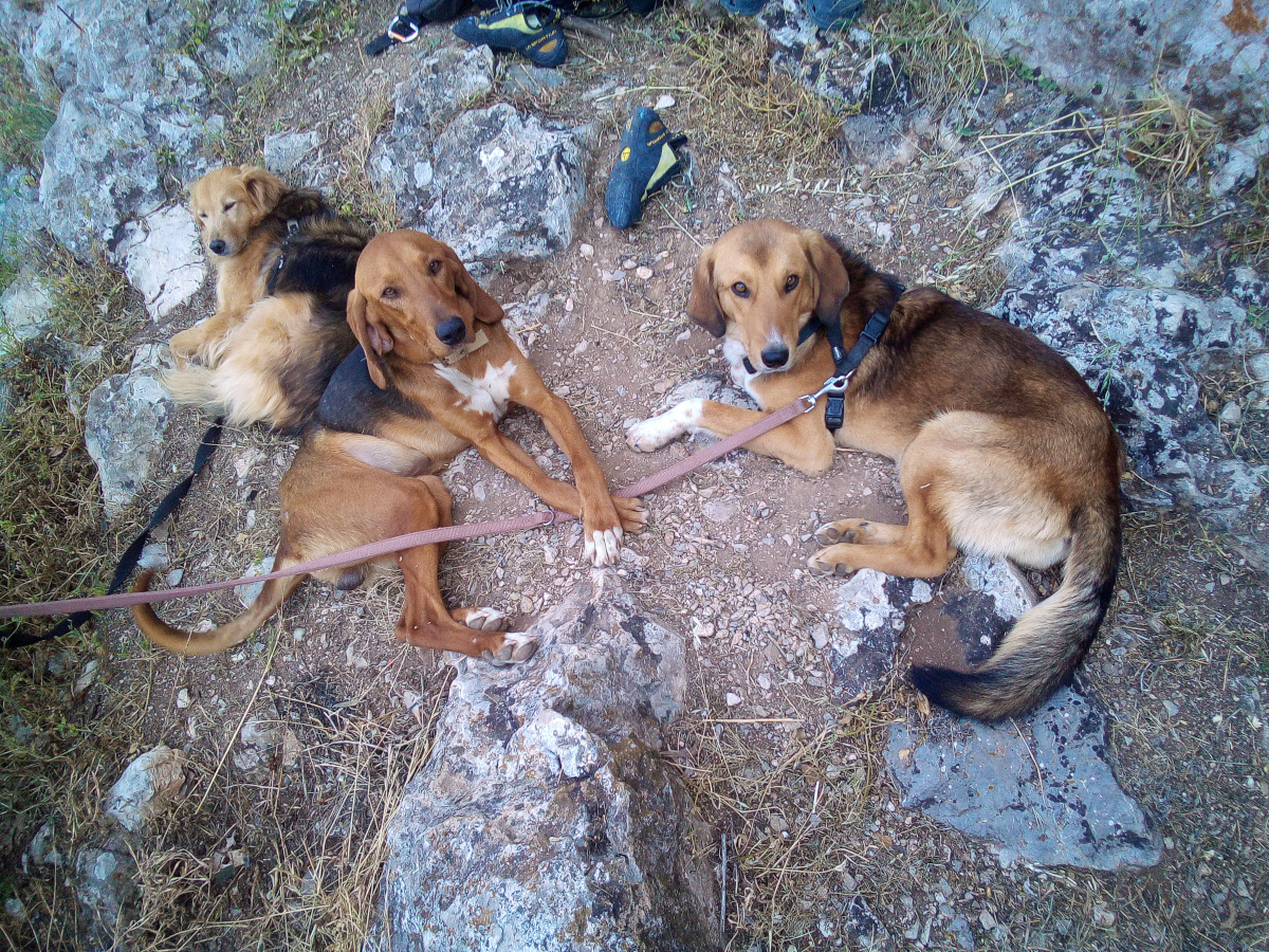 Drei Hunde aus dem Ausland
