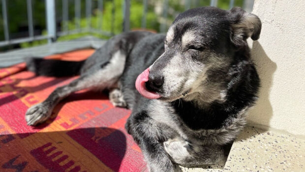 Kann man Hunde pflanzlich ernähren? Ein spannendes Interview mit Leni Lecker