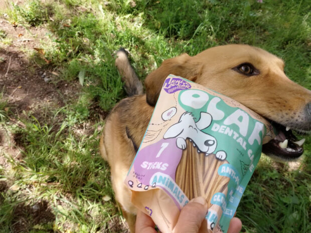 Kann man Hunde pflanzlich ernähren? Ein spannendes Interview mit Leni Lecker