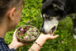 Hund frisst veganes Futter