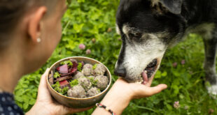 Hund frisst veganes Futter