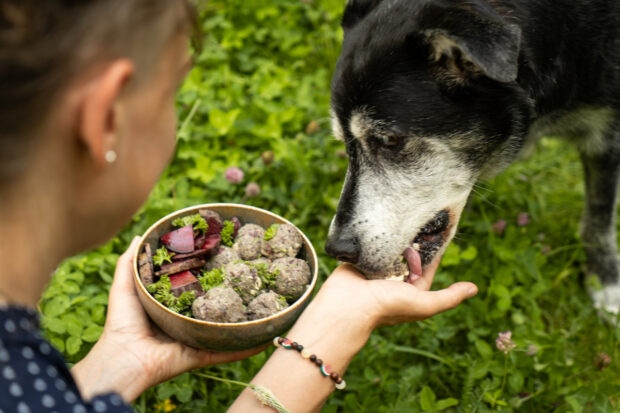 Hund frisst veganes Futter
