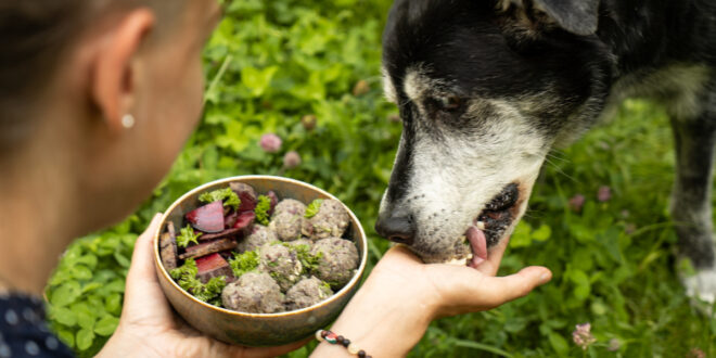 Hund frisst veganes Futter