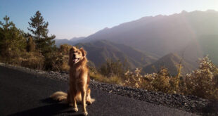 EU Regeln Reisen mit Heimtieren