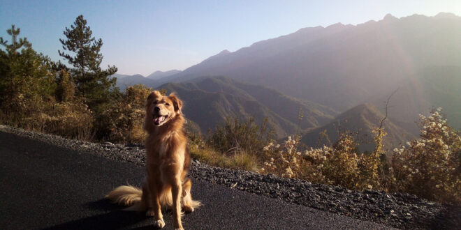 EU Regeln Reisen mit Heimtieren
